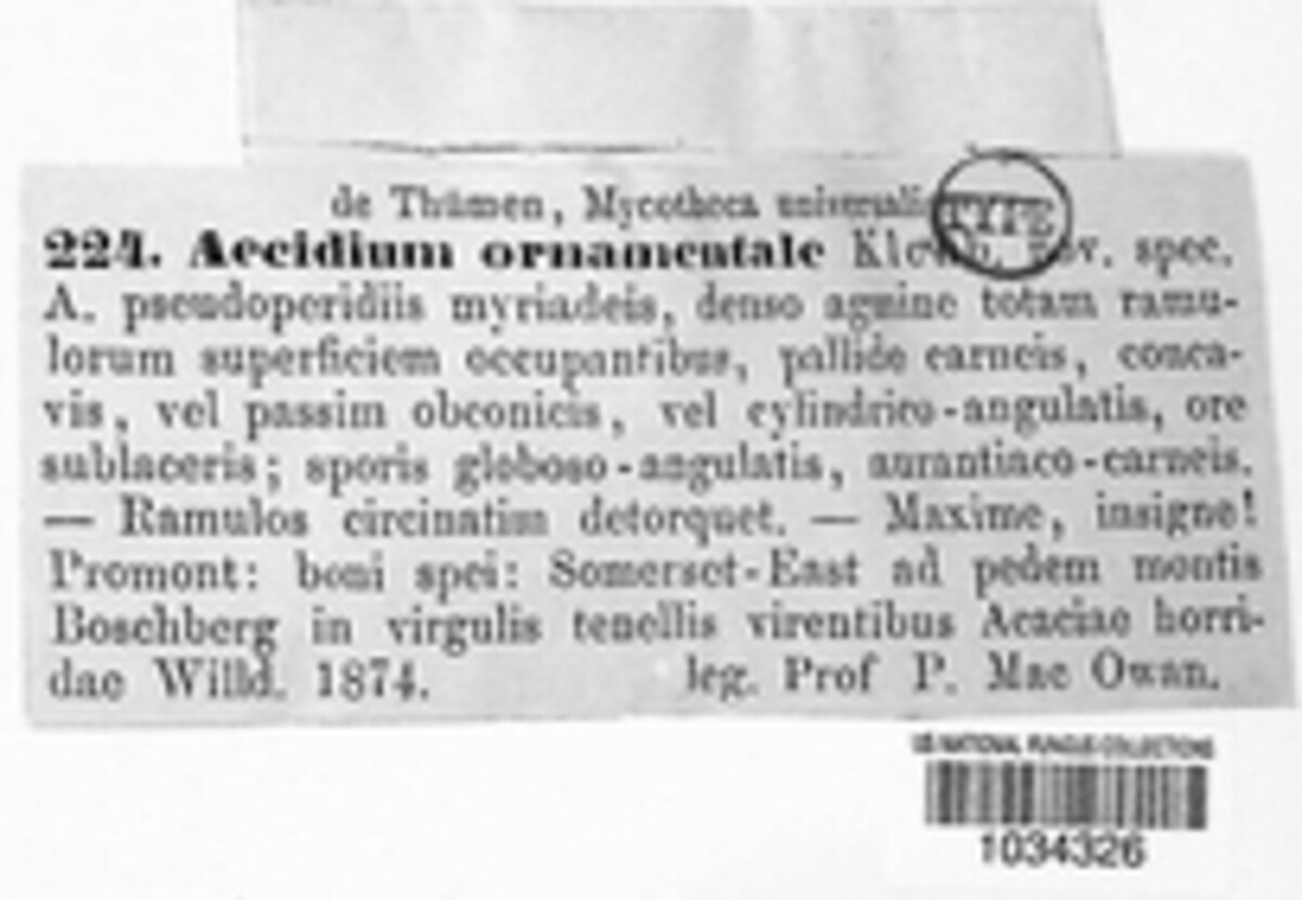 Ravenelia ornamentalis image